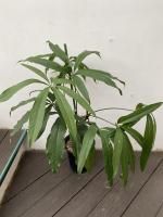 アンスリウム - 株式会社陽春園植物場【植物ネット通販】