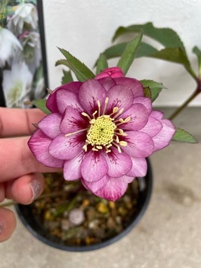 ファッション好きが選ぶ人気ブランドランキング 植物販売】兵庫県宝塚市?陽春園植物場ネット通販 クリスマスローズ 花