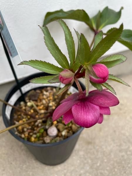 最低価格の 植物販売】兵庫県宝塚市?陽春園植物場ネット通販 クリスマスローズ 花