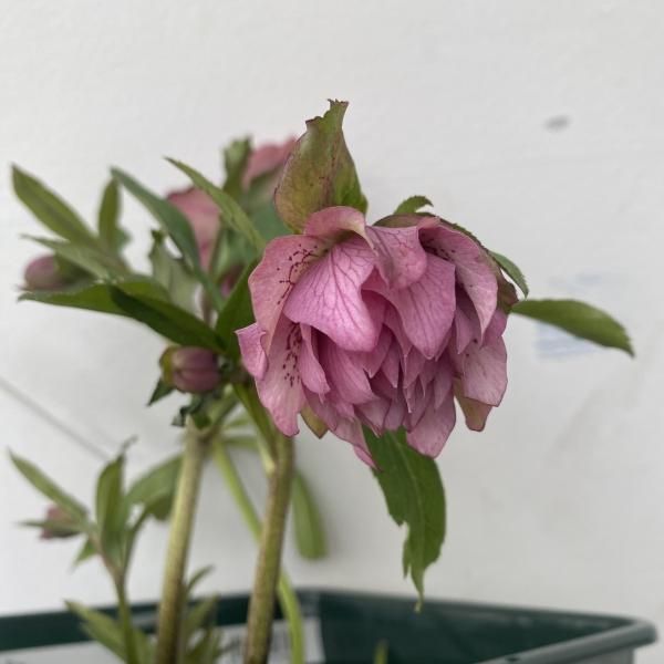 植物販売】兵庫県宝塚市?陽春園植物場ネット通販 クリスマスローズ