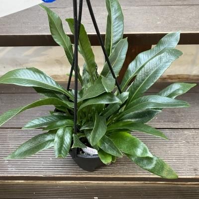 植物販売】兵庫県宝塚市㈱陽春園植物場ネット通販