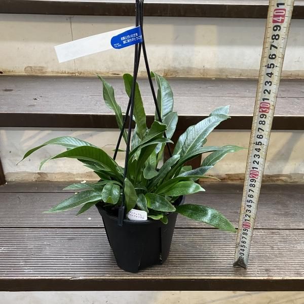 HAS plant | 背光的狮鹫p.griffin#platycerium