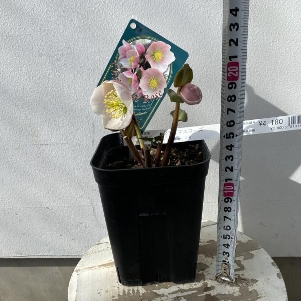 植物販売】兵庫県宝塚市?陽春園植物場ネット通販 クリスマスローズ 植物販売】兵庫県宝塚市?陽春園植物場ネット通販 クリスマスローズ