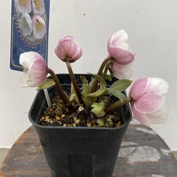 植物販売】兵庫県宝塚市?陽春園植物場ネット通販 クリスマスローズ 植物販売】兵庫県宝塚市?陽春園植物場ネット通販 クリスマスローズ