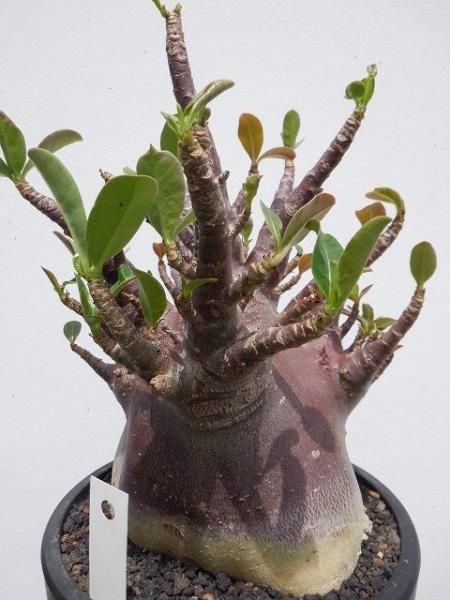 アデニウム　ブラック isla del pescado - Adenium arabicum cv. 'BlackSkin'-アデニウム