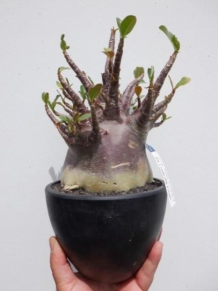アデニウム・アラビカム・コンパクトブラック - 陽春園ネット通販