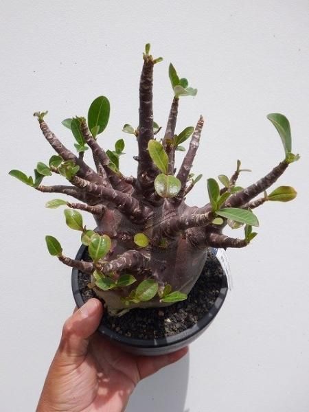 アデニウム・アラビカム・コンパクトブラック - 陽春園ネット通販