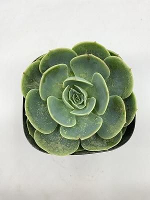 七福神　⑥ 多肉植物エケベリア 楽天市場】エケベリア 七福神 多肉植物 タニクショクブツ 草幅