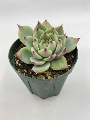 エケベリア 桃太郎 | 春秋型の赤橙色の花を持つエケベリアの魅力 エケベリア 桃太郎 | 春秋型の赤橙色の花を持つエケベリアの魅力