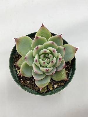 エケベリア 桃太郎 | 春秋型の赤橙色の花を持つエケベリアの魅力