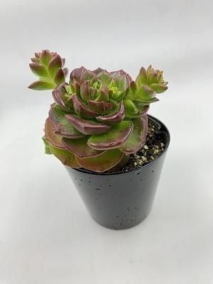 セデベリア レディシア（万華鏡）|春秋型のSedeveria Letizia|耐寒性や