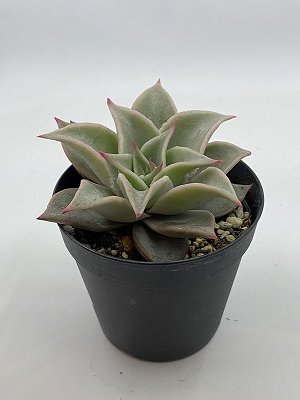 エケベリア マディバ | 学名 Echeveria Madiba - 株式会社陽春園植物場【植物ネット通販】