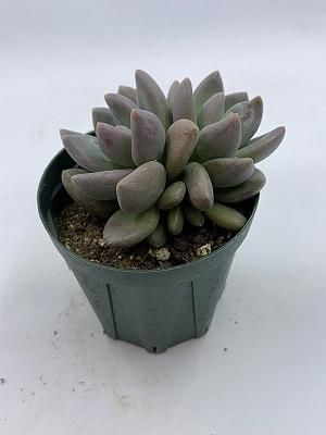 多肉植物 ほんのりピンクの紫麗殿♡カワイイ♡抜き苗 多肉植物 ほんのりピンクの紫麗殿♡カワイイ♡抜き苗