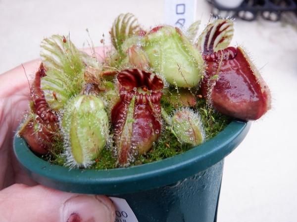 セファロタス - 陽春園ネット通販