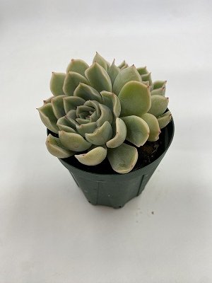 エケベリア ジャシリー | 学名 Echeveria Jasiri | 耐寒性やや強い | 耐暑性やや弱い - 株式会社陽春園植物場【植物ネット通販】