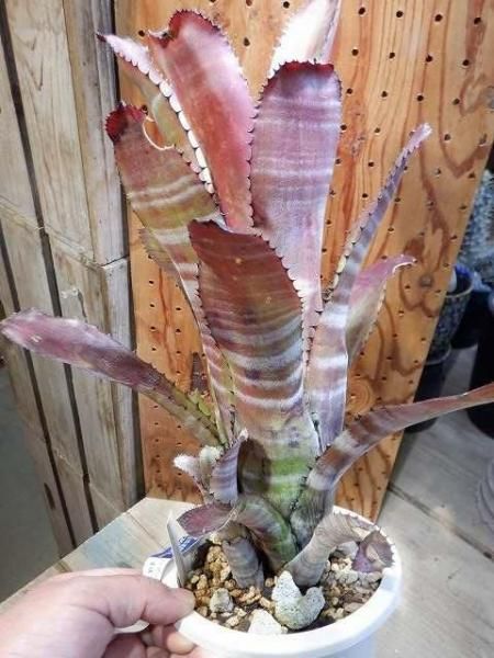 ビルベルギア・ゲルダ - 陽春園ネット通販