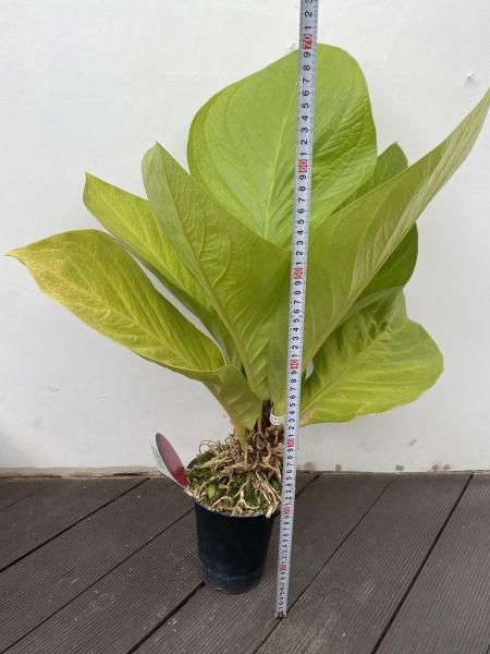 植物販売】兵庫県宝塚市㈱陽春園植物場ネット アンスリウム