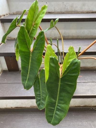 植物販売】兵庫県宝塚市㈱陽春園植物場ネット フィロデンドロン