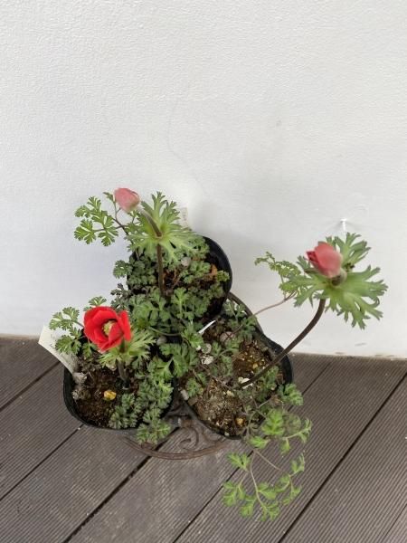 アネモネ コロナリア ダブル | 学名 Anemone coronalia | 開花