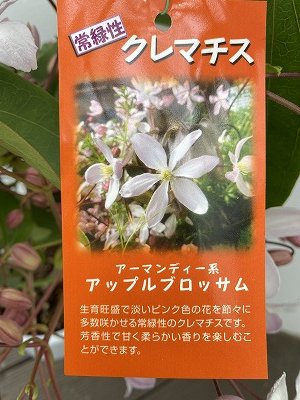 クレマチス アップルブロッサム 5号 | 淡いピンク色の芳香性の常緑ツル