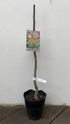 スーパー花山椒 - 陽春園ネット通販
