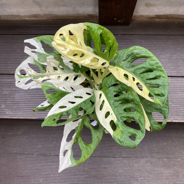 新着20%Off マドカズラ 斑入り/Monstera Adansonii Variegated - 観葉植物