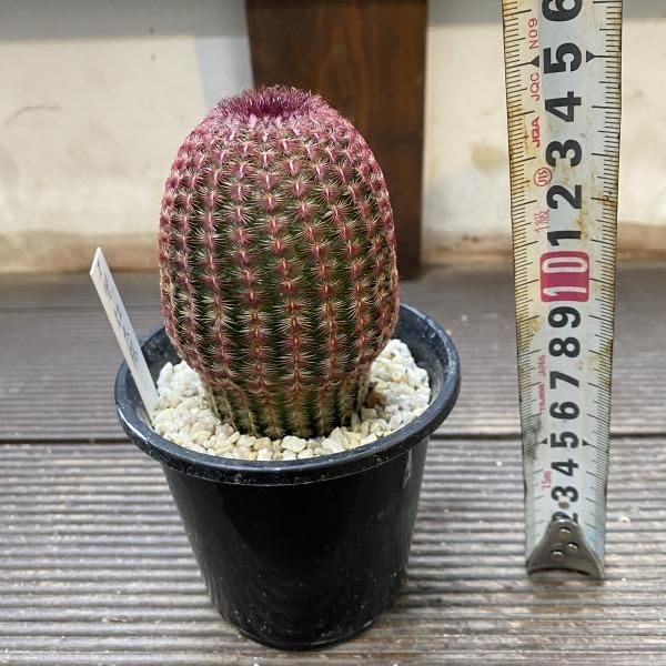 紫光太陽 - 陽春園ネット通販