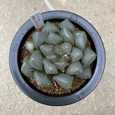 多肉植物 ハオルチア☆紫ドドソン×花水晶 美苗 抜き苗 あまく