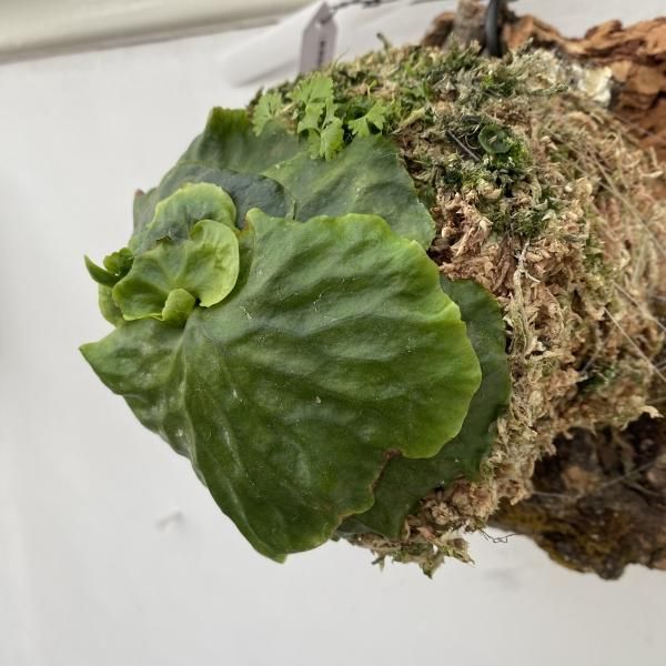 植物販売】兵庫県宝塚市㈱陽春園植物場ネット通販 ビカクシダ