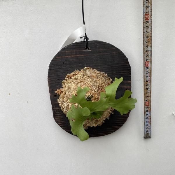 植物販売】兵庫県宝塚市㈱陽春園植物場ネット通販 ビカクシダ 植物販売】兵庫県宝塚市㈱陽春園植物場ネット通販 ビカクシダ