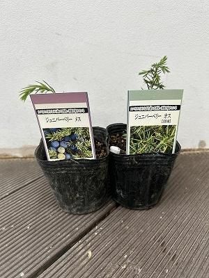 ジュニパーベリー オス、メスペア販売 3寸ポット - 陽春園 ジュニパーベリー オス、メスペア販売 3寸ポット - 陽春園