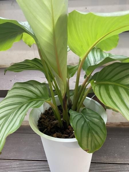 植物販売】兵庫県宝塚市㈱陽春園植物場ネット カラテア