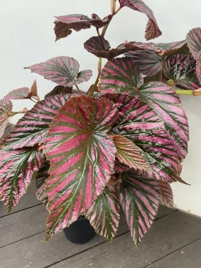 植物販売】兵庫県宝塚市㈱陽春園植物場ネット通販 【Begonia】