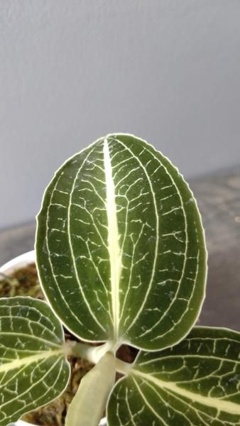 ジュエルオーキッド アネクトキルス ロクスバギー 2号 - 陽春園ネット通販