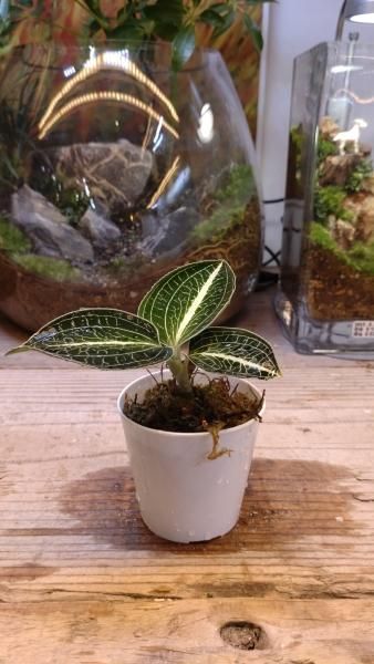 ジュエルオーキッド アネクトキルス ロクスバギー 2号 - 陽春園ネット通販