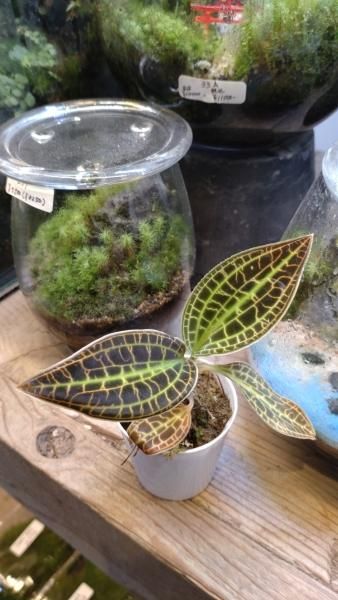 激レア　マコデス　リミィ　東カリマンタン　中苗　ジュエルオーキッド 激レア マコデス リミィ 東カリマンタン 中苗 ジュエル