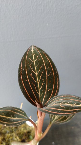 特注オーダー ジュエルオーキッド L.discolor var. variegated