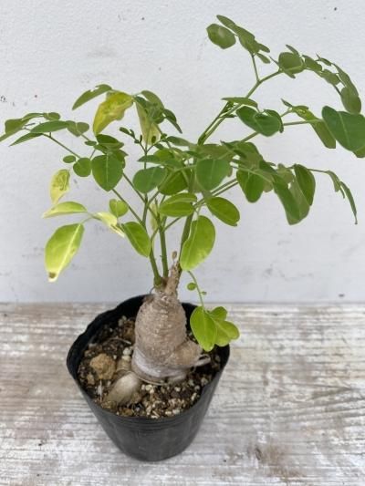 【現品】発根済　モンガの木　モリンガ・オレイフェラ　ワサビノキ　１２号　R４番 y-bonsai_s13707v