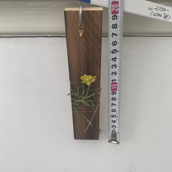 キロスキスタ・ミカワ・スパイダー - 陽春園ネット通販