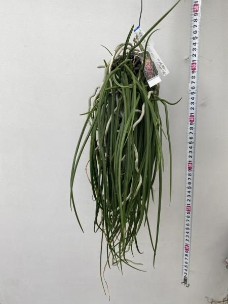 セイデンファデニア ミトラタ 250714 3 セイデンファデニア ミトラタ