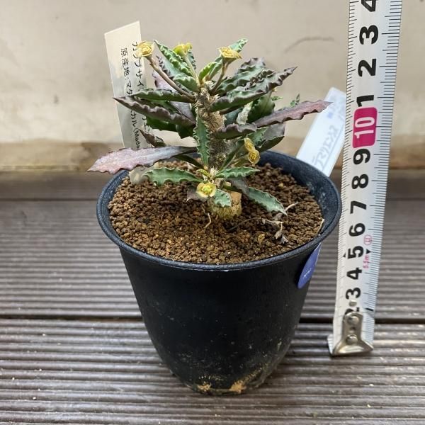 植物販売】兵庫県宝塚市㈱陽春園植物場ネット通販 ユーフォルビア 植物販売】兵庫県宝塚市㈱陽春園植物場ネット通販 ユーフォルビア