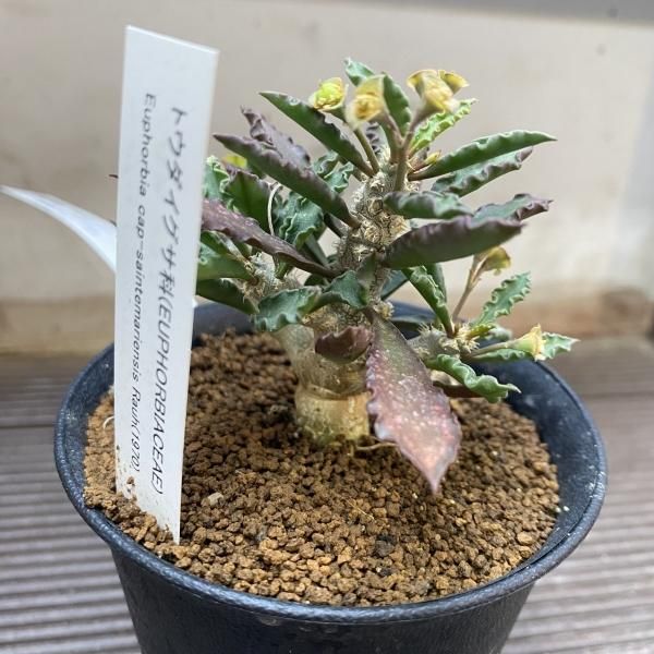 ユーフォルビア カプサインテマリエンシス 3粒 - M's plants