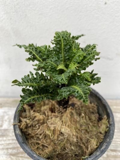 植物販売】兵庫県宝塚市㈱陽春園植物場ネット通販