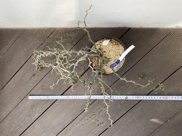 植物販売】兵庫県宝塚市㈱陽春園植物場ネット通販 デカリア