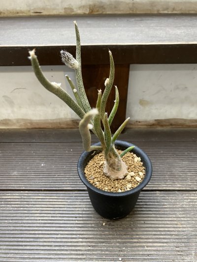 植物販売】兵庫県宝塚市㈱陽春園植物場ネット通販