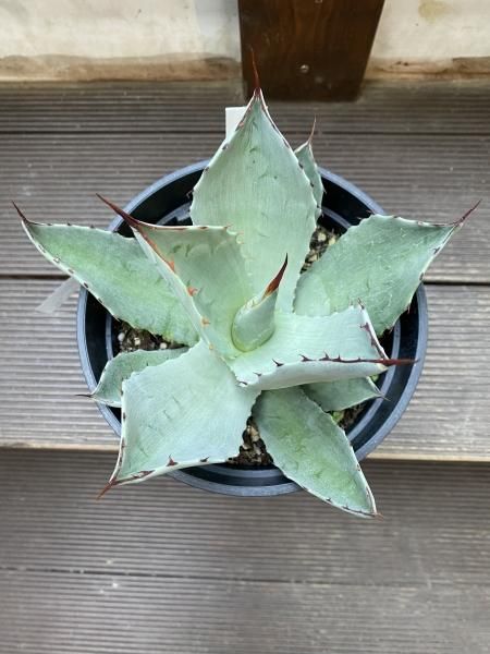 アガベ 中型（パリーハルティントン） アガベ 中型（パリーハルティントン）