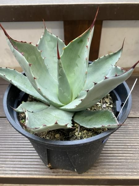 アガベ 中型（パリーハルティントン） アガベ 中型（パリーハルティントン）