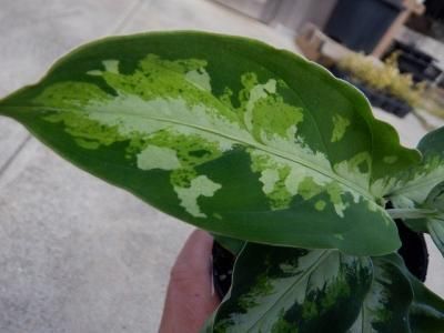 【LA便】Aglaonema pictum アグラオネマ ピクタム トリカラー