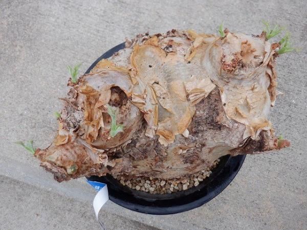 キフォステンマ・ウター var.マクロプス - 陽春園ネット通販 キフォステンマ・ウター var.マクロプス - 陽春園ネット通販