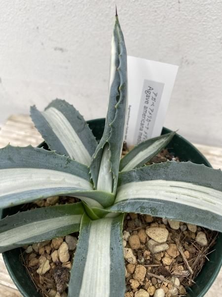 植物販売】兵庫県宝塚市㈱陽春園植物場ネット通販 アガベ